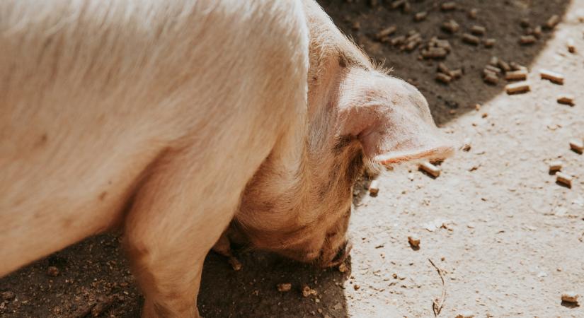 A sertés egyik legolcsóbb része, mégis egészségesebb, mint a narancs és a paradicsom