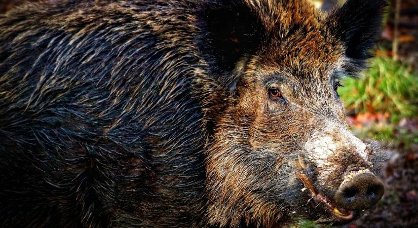 Balatoni vaddisznóháború: a polgármesterek is meg vannak lőve