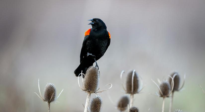 Időjárás 2026. február 7.: Változóan felhős, enyhébb nap elé nézünk