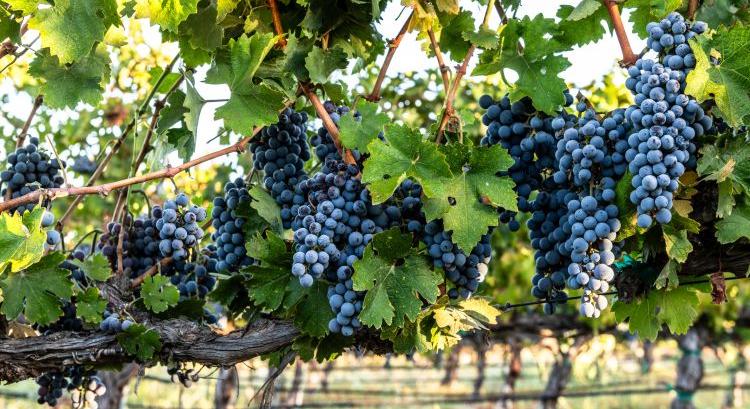 Hegyközségi határidők 2026: egyben a lista