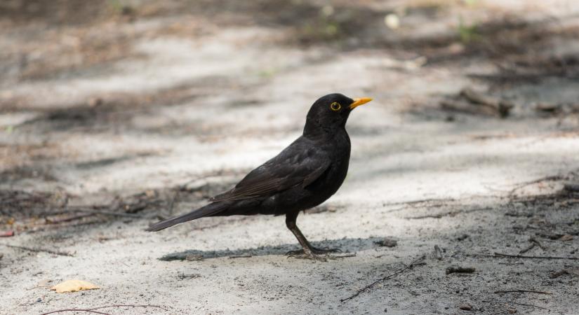 Túlélés vagy végzetes hiba? – Egyes madarak már fagypont alatt fészket raknak és keltik tojásaikat