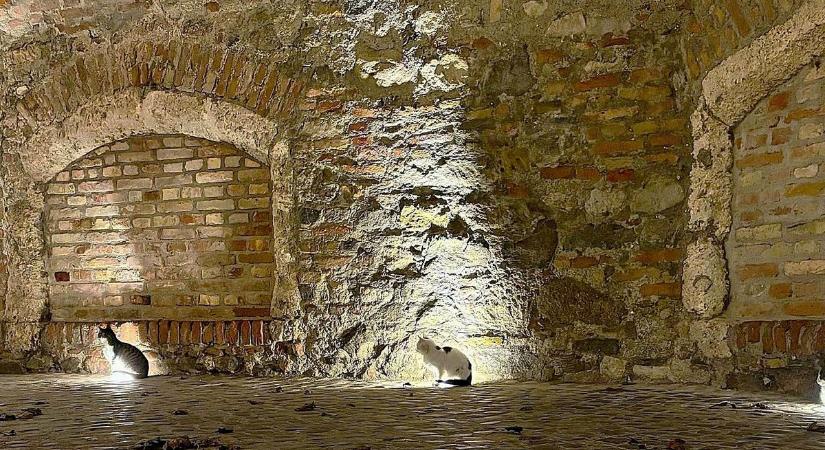 Cicák őrzik a várkaput Mosonmagyaróváron - fotók