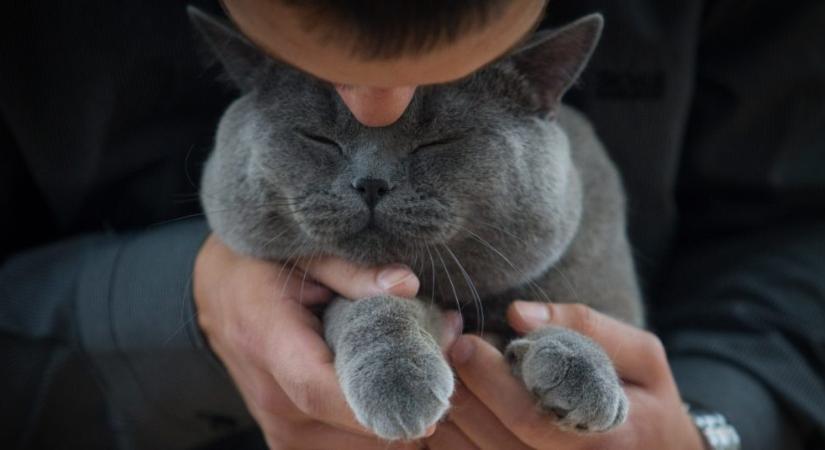 Így ért meg a macskád legegyszerűbben: kutatók fedték fel a titkot