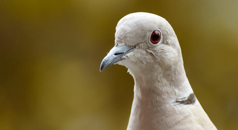 Biodrónokat csinál a galambokból egy chipeket beültető orosz cégcsoport – fotó