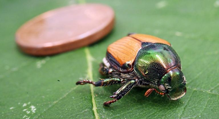 Pusztító bogár miatt adott ki figyelmeztetést a Nébih