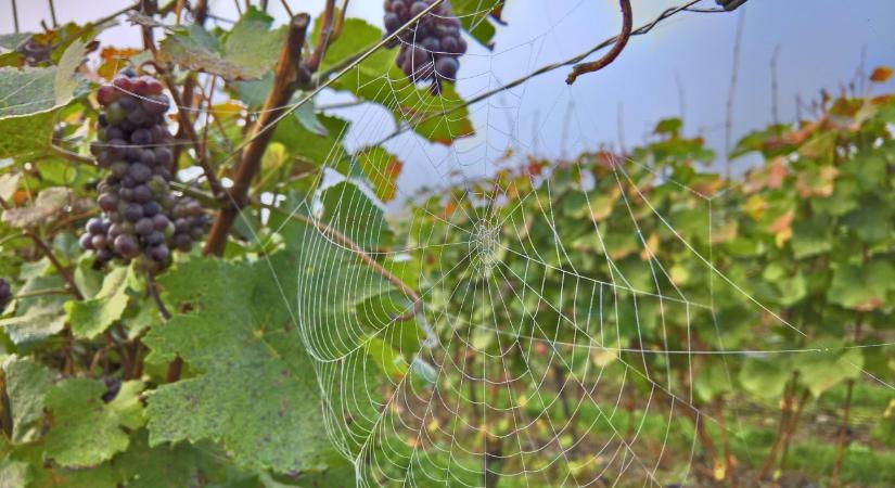 Az Angyal Borkereskedés Kft. megvásárolta a Borhálót