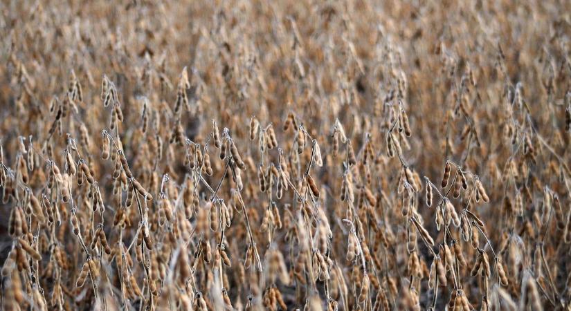 Ez súlyos csapás lehet az európai szójatermelőknek