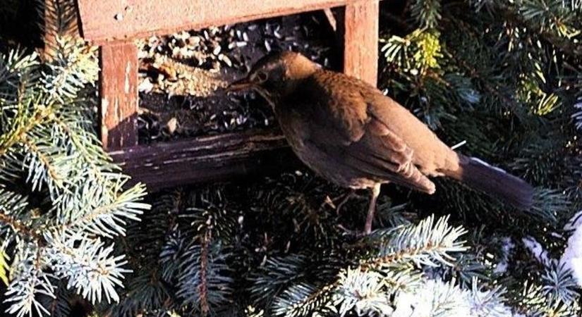 Madarak az etetőn (galéria)