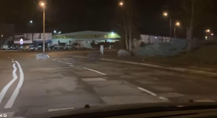 Ritkán látott vendégek jelentek meg Eger utcáin péntek éjszaka - videóval