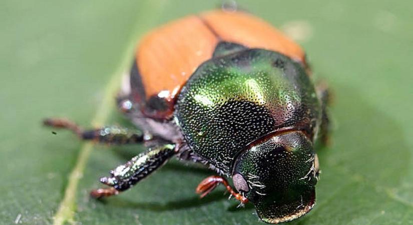 Pusztító bogár miatt adtak ki figyelmeztetést: stoppal jön hozzánk és felzabál mindent