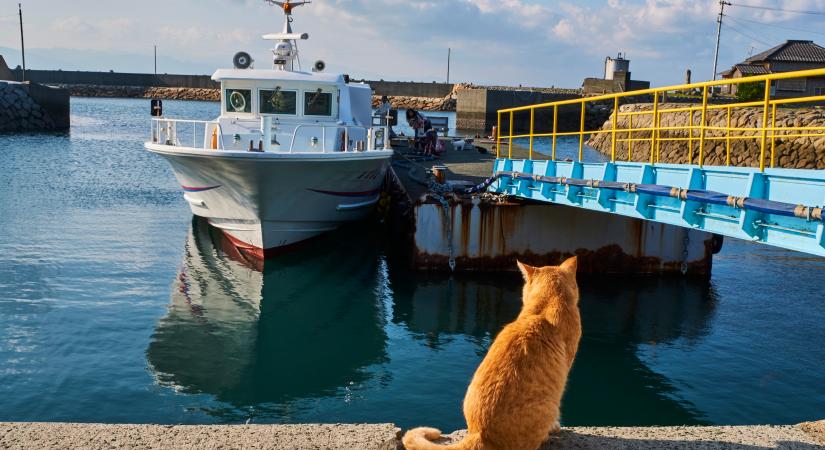 A szemünk előtt változik meg a történelem: máshogy és máskor terjedtek el Európában a házi macskák