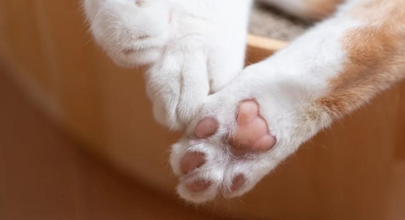 Óriási felháborodás: kirúgták a barkácsbolt macskáját