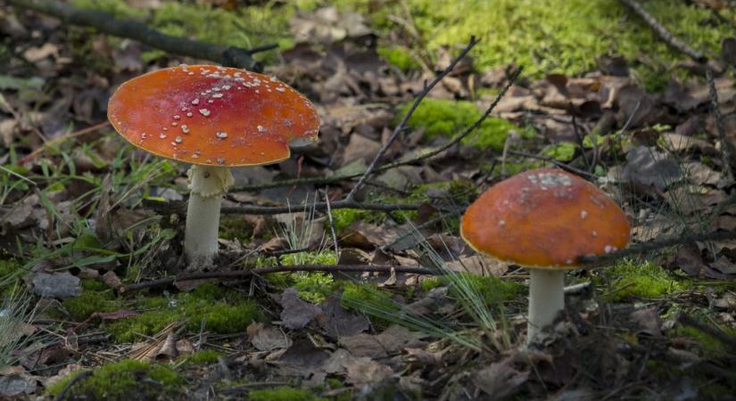 Gyilkos galócát ettek: négyen meghaltak, hárman májátültetésre várnak Kaliforniában