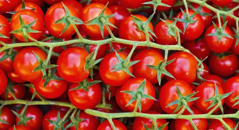 Védi a szívet, lassítja a bőr öregedését, és még finom is – Így fogyaszd a paradicsomot