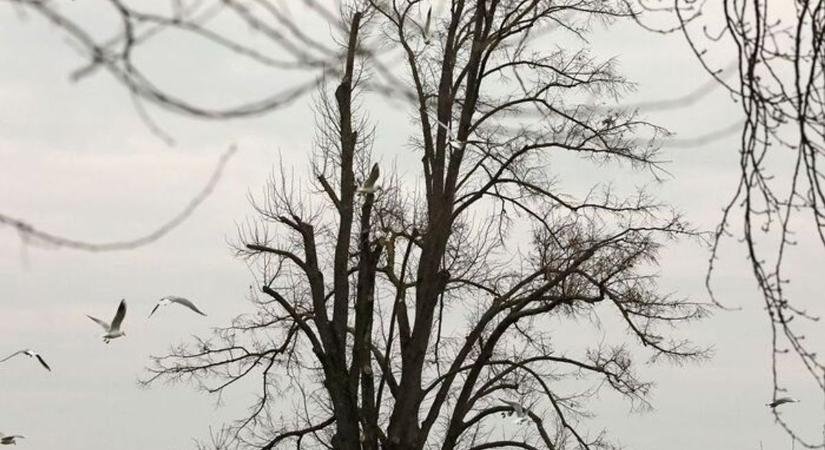 Megmutatja magát a tavasz? Ilyen lesz a szombati időjárás Zalában