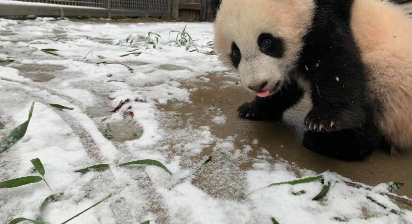 Először látott havat az apró pandakölyök, akinek a szülei mutatták meg, hogy kell ennek örülni