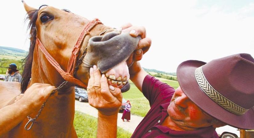 Lóvásár: néhány százezertől egy autó áráig is fizethetünk érte