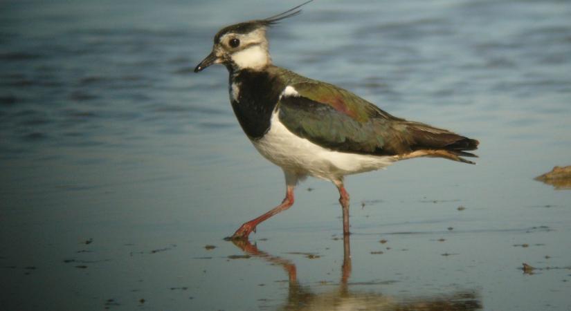 Aranylilék és bíbicek is felbukkantak már Kardoskúton