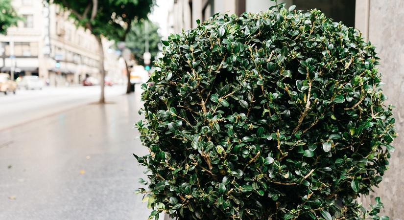 Városi környezet és növényi alkalmazkodás