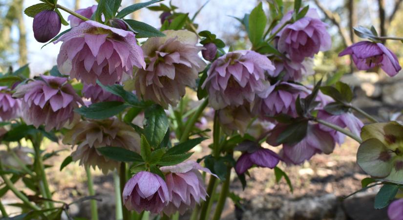 Színpompás korai tavasz a télben, a hunyorok különleges világa