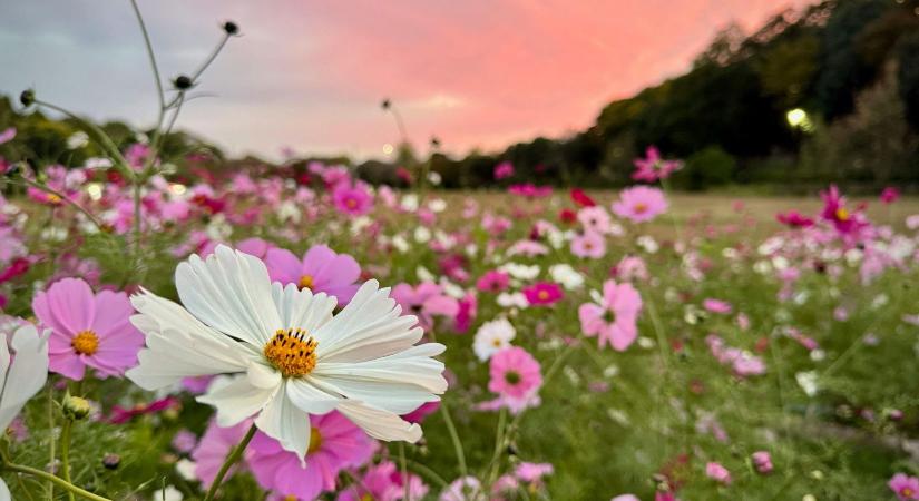 Megvan a dátum, ekkor tör be a tavaszias időjárás hazánkba