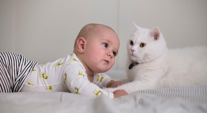 Bővül a család? Terhesség és kisbabás lét cicás szemmel: félelmek, tények és megelőzés