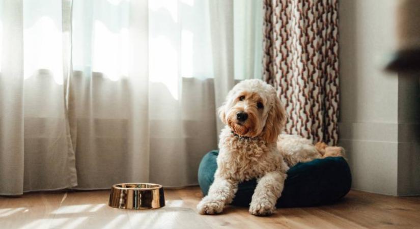 Készíts pihe-puha kutyaágyat egyetlen megunt pulóverből: egy délután alatt elkészül