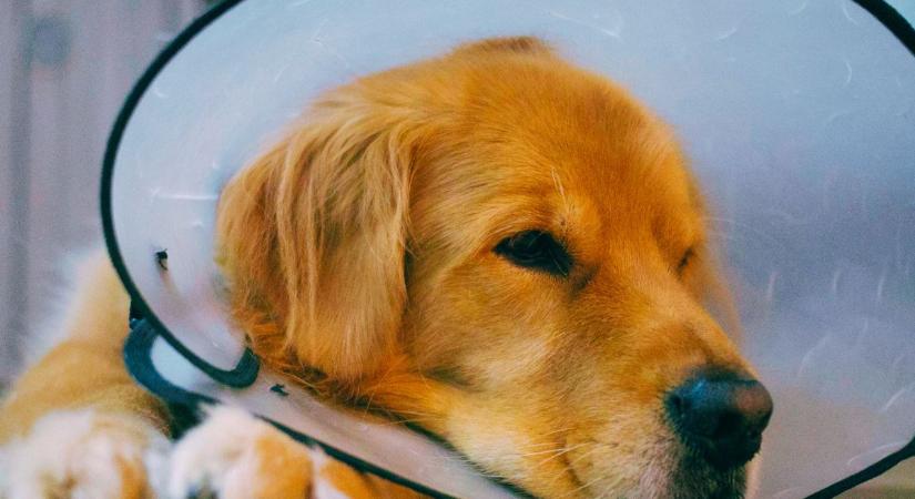 A csomó, amit nem szabad elintézni egy legyintéssel