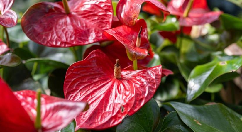 Egyszerű trükk, amitől gyorsan nő és virágzik a flamingóvirág: az otthon legszebb díszévé válik így