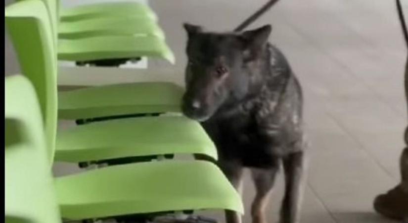 Közös szolgálati kutyás képzést tartott a rendőrség és a honvédelem (videó)