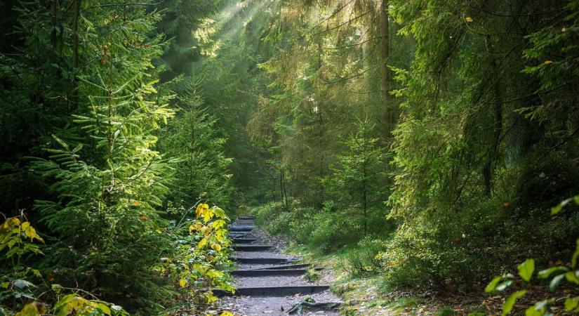 Erdők a változás szorításában – mit mérlegel az Erdészeti Klímaadaptációs Fórum?