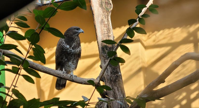 „Az a helyes, ha az ember okozta kárt ellensúlyozzuk”