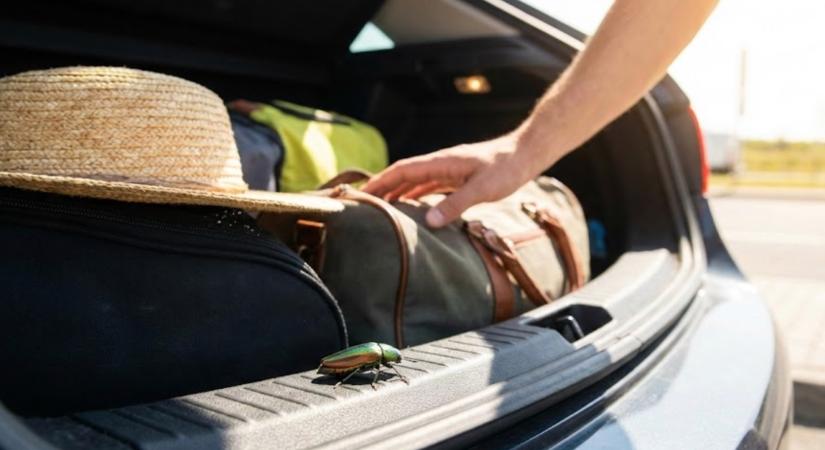 Ha ezt a bogarat meglátod a kocsidban, azonnal cselekedj