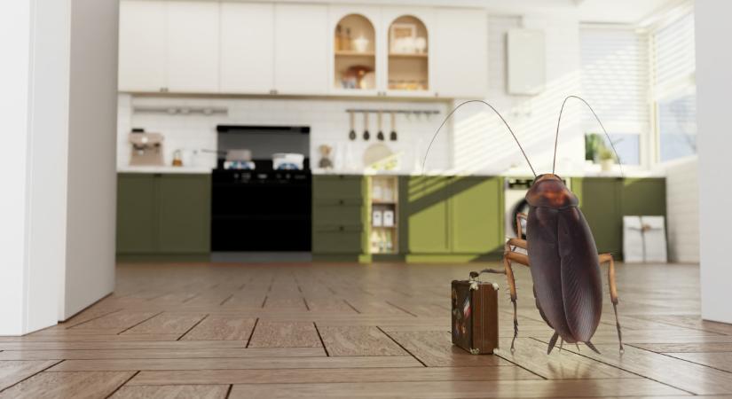 Riasztott a Nébih: a nyaralásról olyan kártevő jöhet haza, ami pusztító