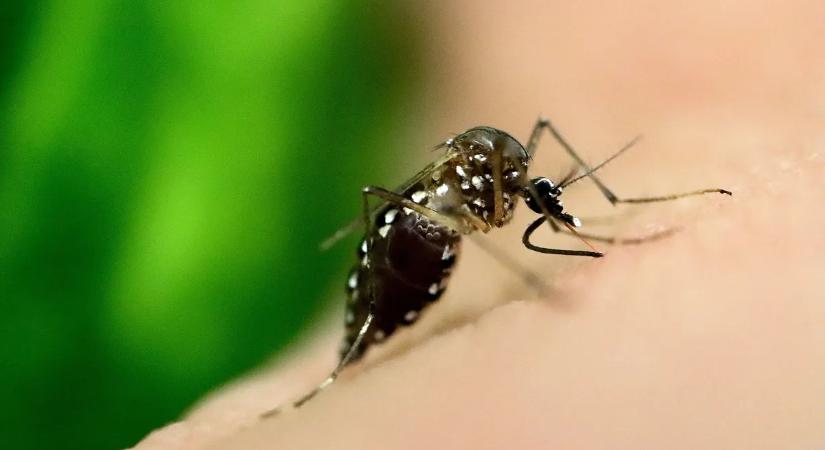 Elkapható a rák egy szúnyogcsípéstől vagy harapástól? A válasz ijesztőbb, mint gondolnánk