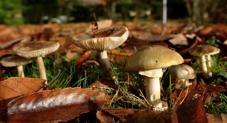 Négyen meghaltak, több embernek májátültetésre volt szüksége, miután gyilkos galócát ettek