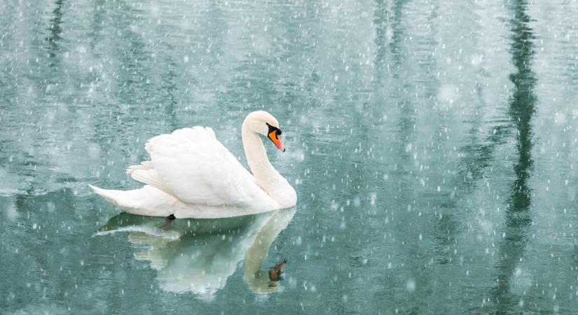 Hős tűzoltók mentettek meg egy hattyút a befagyott tóból