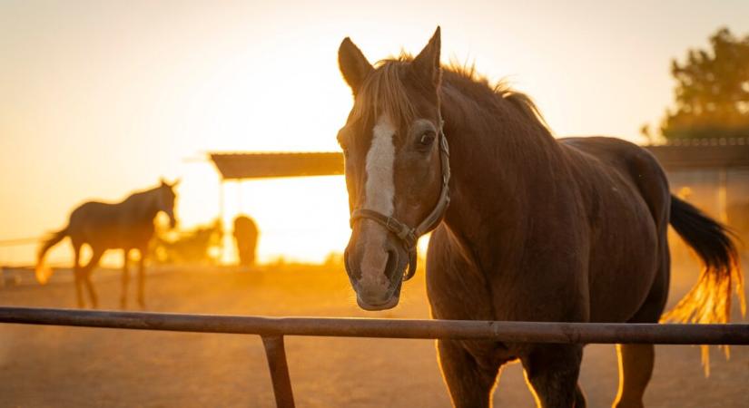 Lovak tapostak halálra egy nőt – már nem lehetett megmenteni