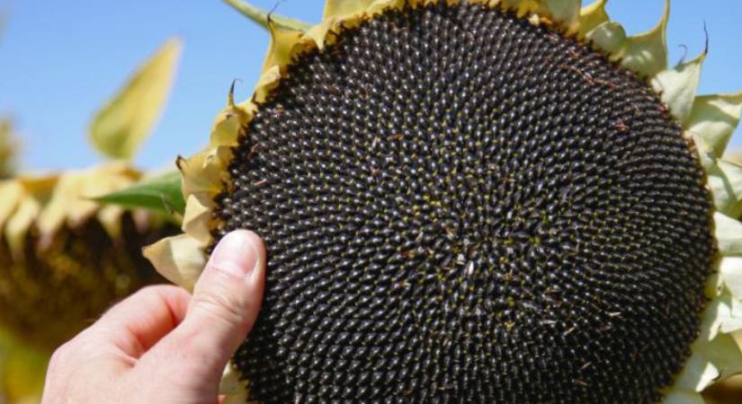 Készüljön a 2026-os szezonra KWS napraforgóhibridekkel