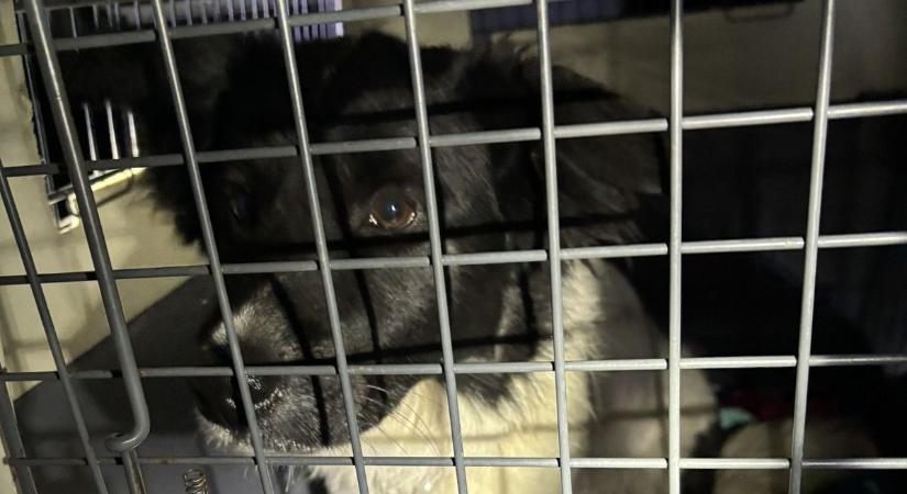 Centiken múlt az élete: láncra vert kiskutyát mentettek meg a biztos haláltól Pétfürdőn ( galéria, videó)