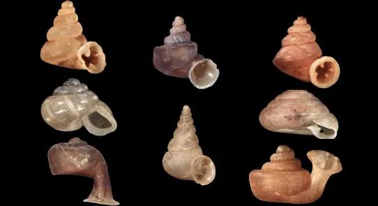 Kilencven új állatfajt fedeztek fel a HUN-REN ATK kutatói 2025-ben