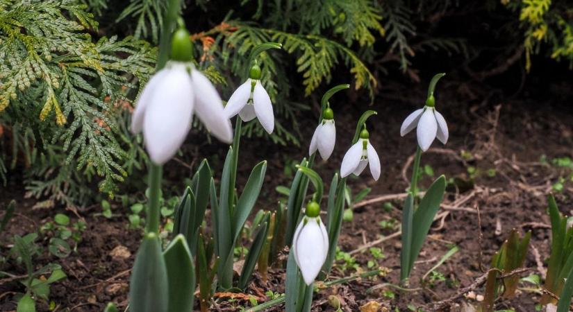Marad a köd, azonban előbújhat a Nap – ilyen idő vár Veszprémre vasárnap