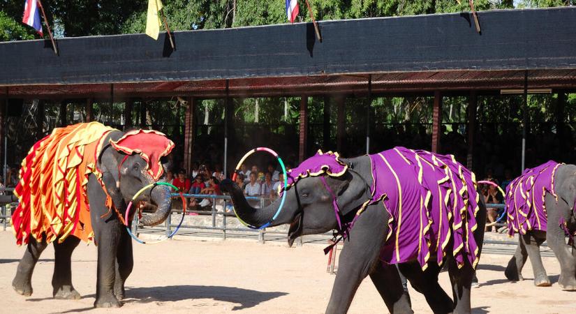 Előrehozott választás, új alkotmány – sikerül véget vetni a politika káosznak Thaiföldön?