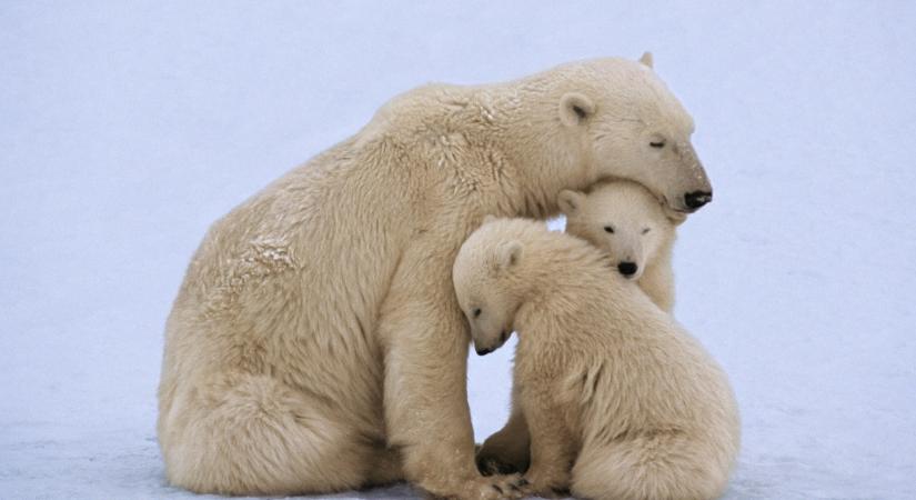 A 8 legveszélyeztetettebb állatfaj, ami a kihalás szélére került: némelyik láttán neked is leesik az állad