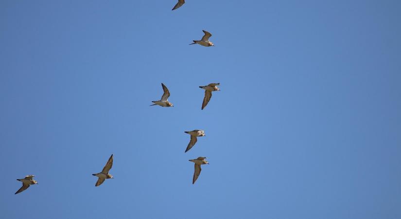 Megérkeztek az aranylilék és a bíbicek Kardoskútra