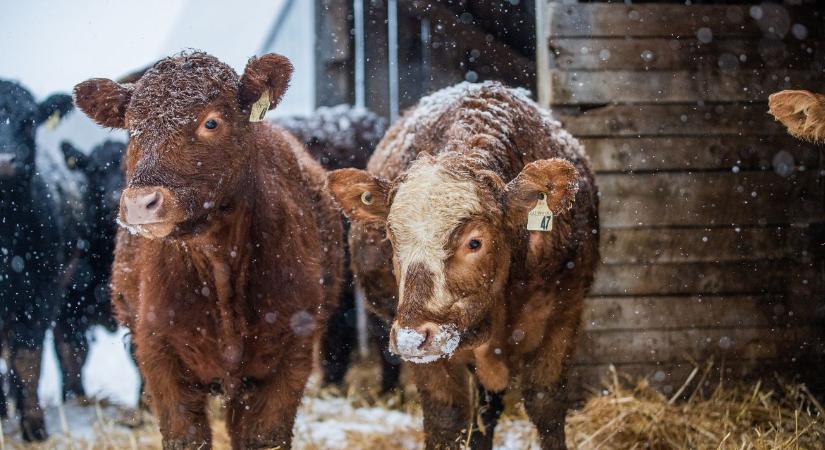 Fagymentes itató: olcsó megoldások a februári hidegre