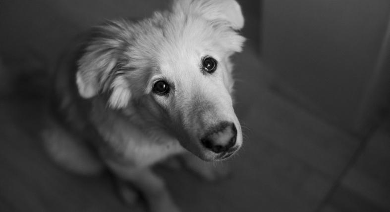 Furcsán viselkedik a kutyád? Ezek a jelek szorongásról árulkodnak