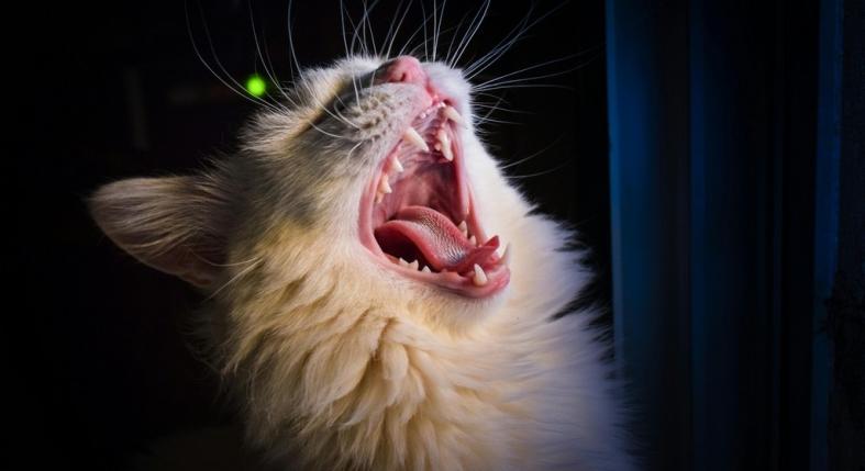 Miért harap meg simogatás közben a macska?