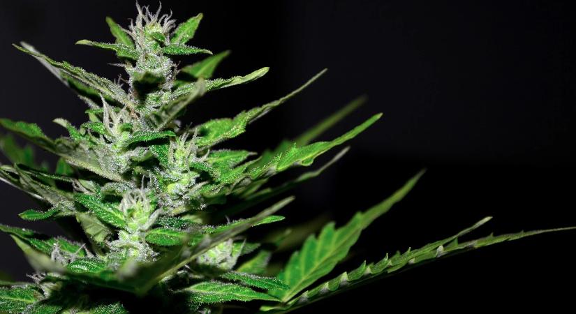 Rekordmennyiségű marihuánát foglaltak le Észak-Macedóniában