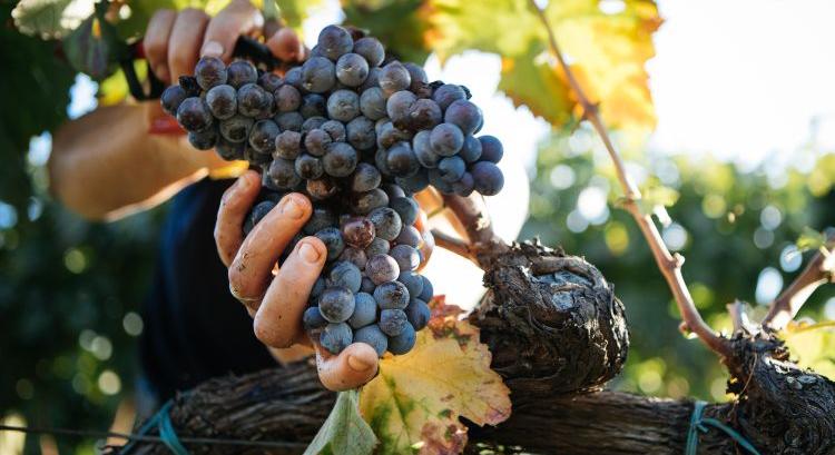 Két körben jön az új borszőlő-telepítés 2026-tól